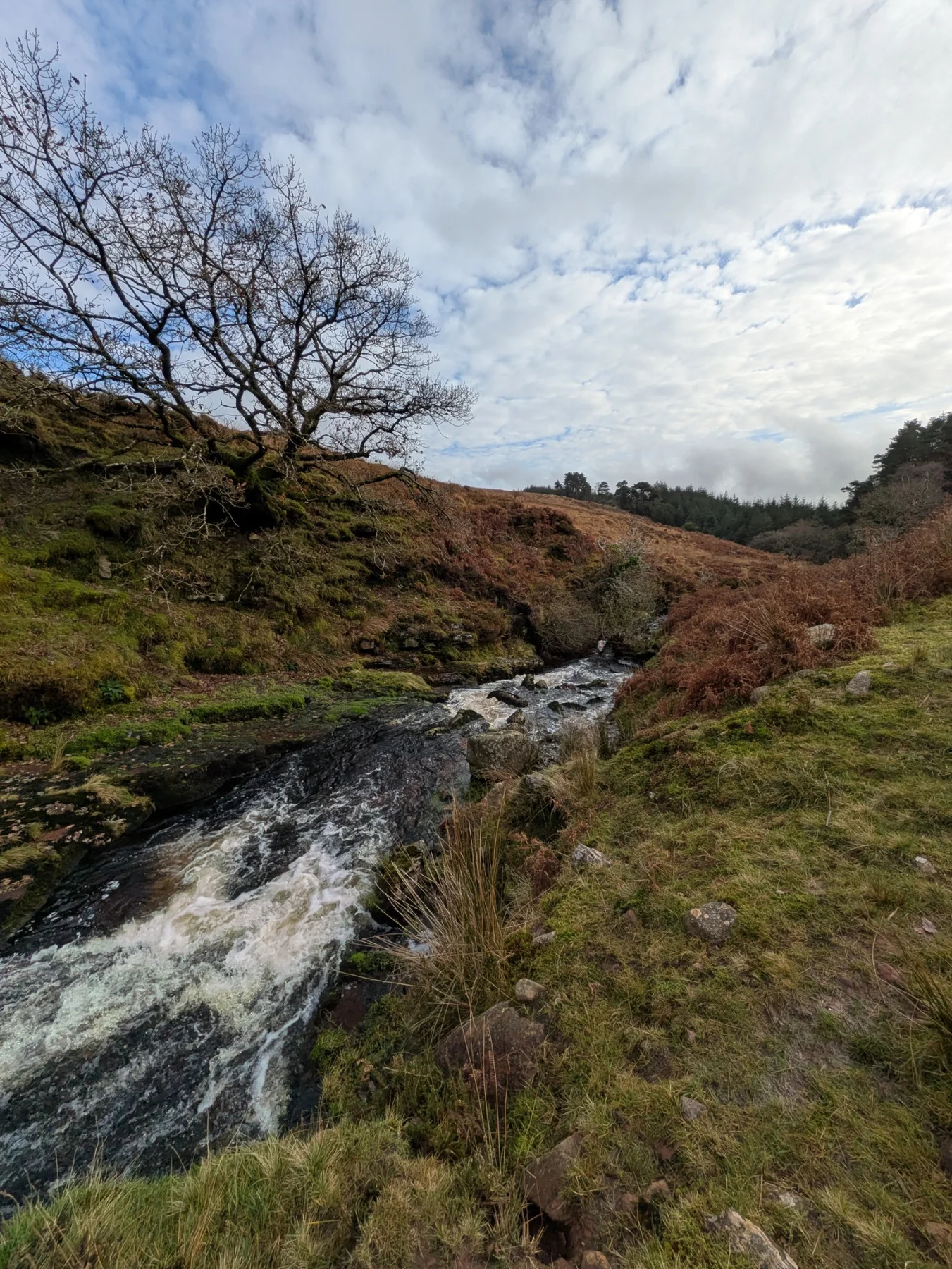 Woodland river on a 49th Cork outdoor adventure