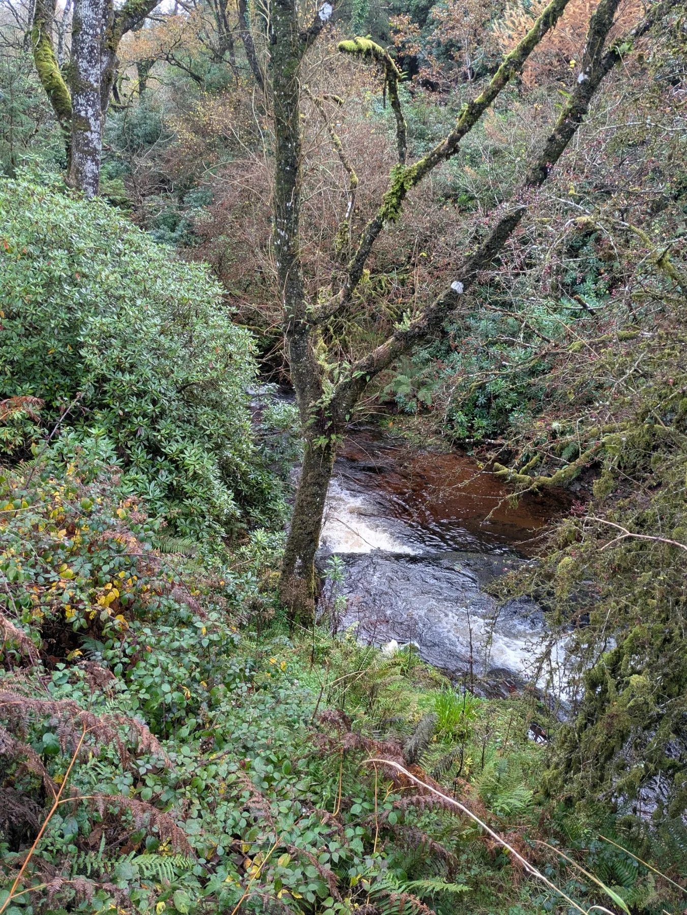 River through woodland on an outdoor adventure
