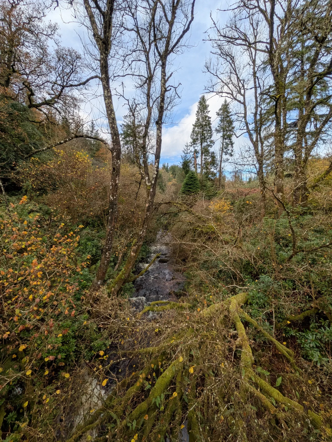 Woodland stream